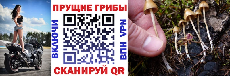 наркотики Лянтор Галлюциногенные грибы прущие грибы